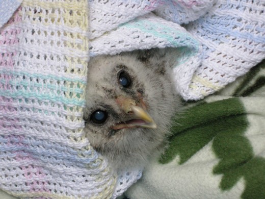 Barred owl＠ノースバンクーバー
