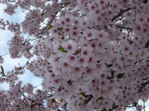 桜満開！春まっさかりのバンクーバーUBCキャンパス