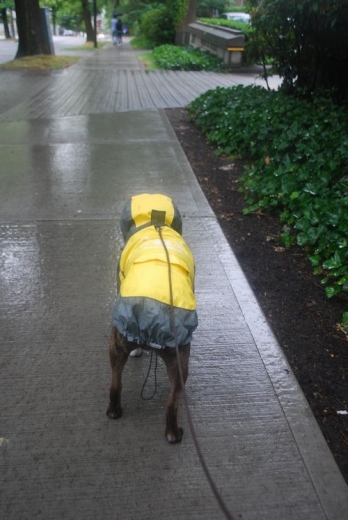 バンクーバーの夏の雨と僕（犬）