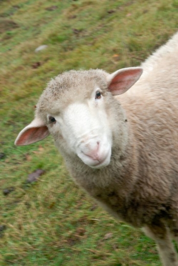 Quadra sheep_s.jpg