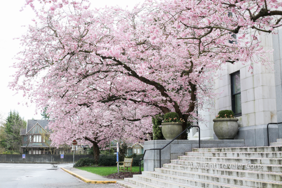 バンクーバー市役所の桜